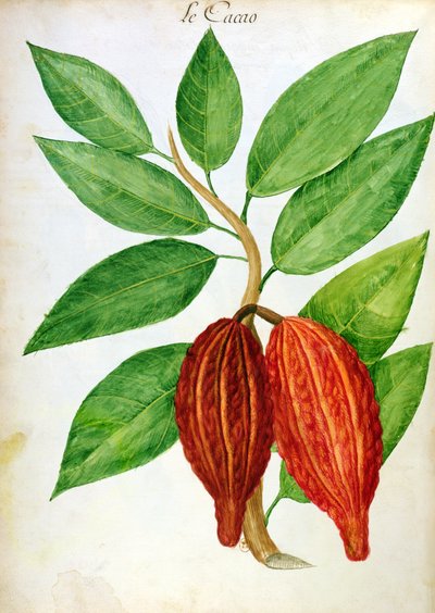 Cacao, from a manuscript on plants and civilization in the Antilles by Charles Plumier